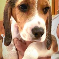 Beagle - Dogs
