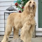 Afghan Hound