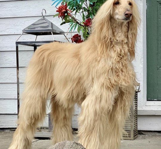 Afghan Hound