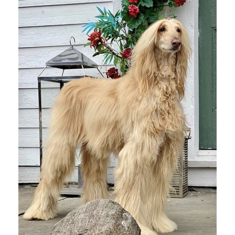 Afghan Hound