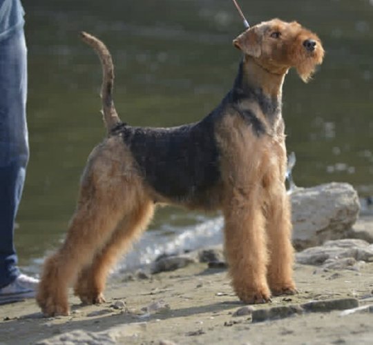 Airedale Terrier