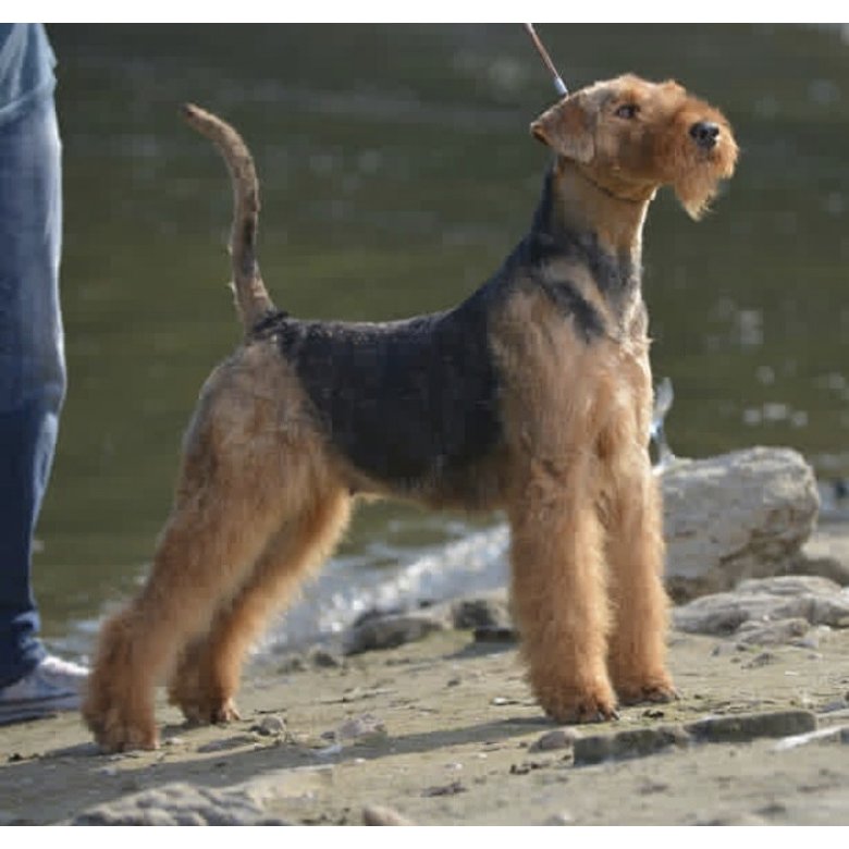 Airedale Terrier