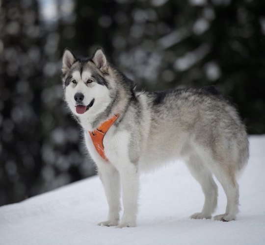 Alaskan Malamute