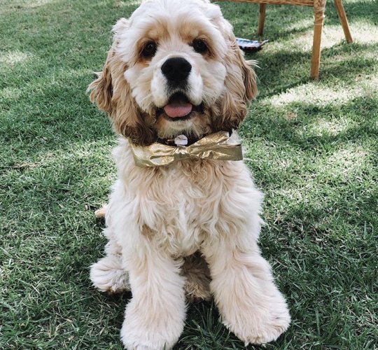 American Cocker Spaniel