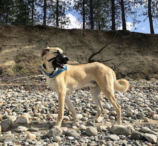 Anatolian Shepherd Dog