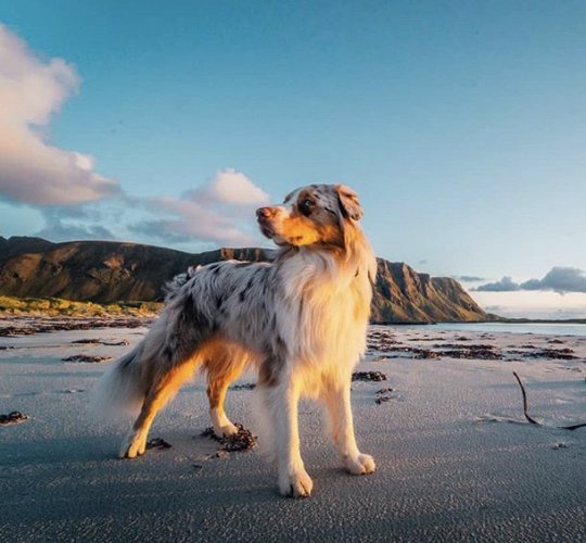 Australian Shepherd Dog