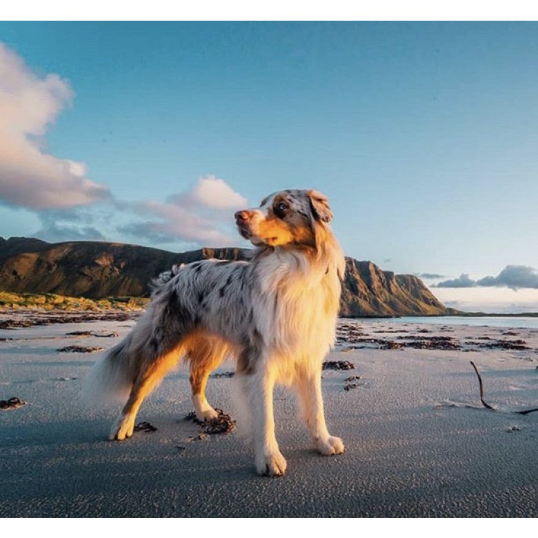 Australian Shepherd Dog