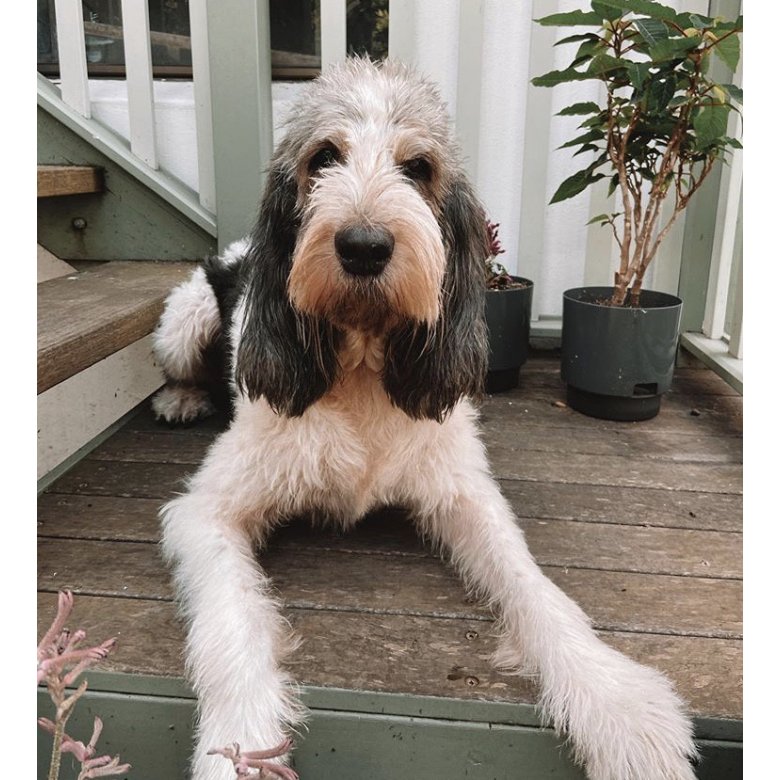 Basset Griffon Vendeen