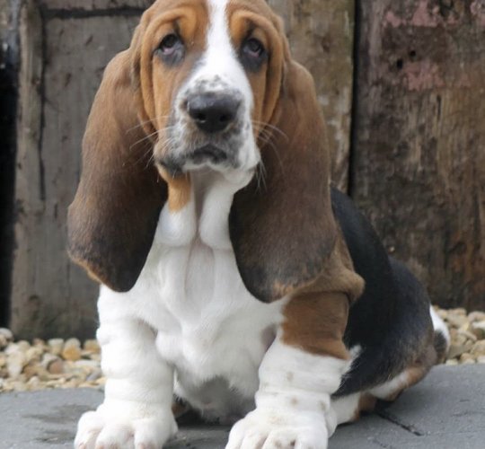 Basset Hound