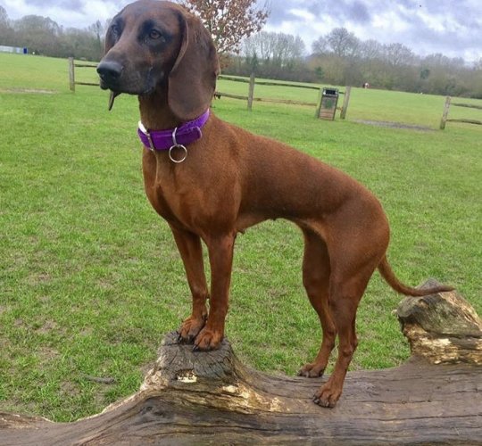 Bavarian Mountain Hound