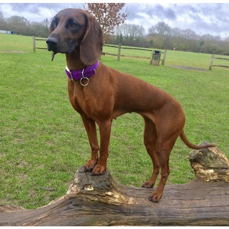 Bavarian Mountain Hound