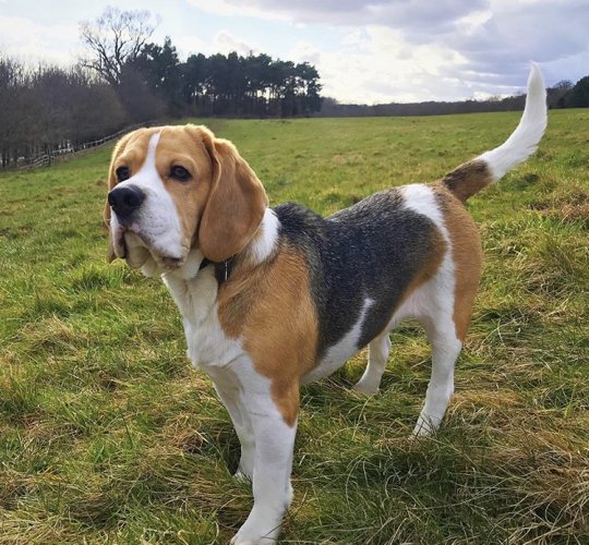 Beagle