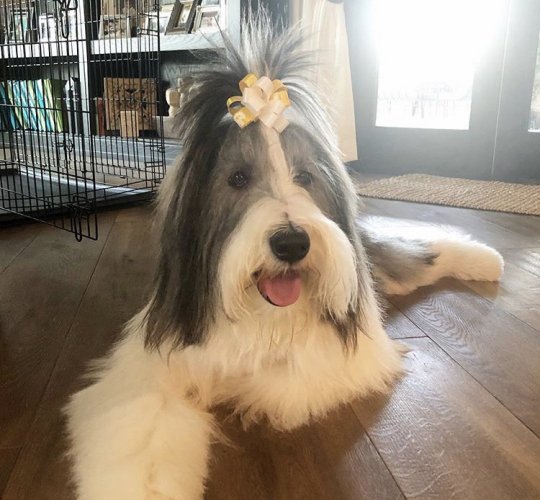 Bearded Collie