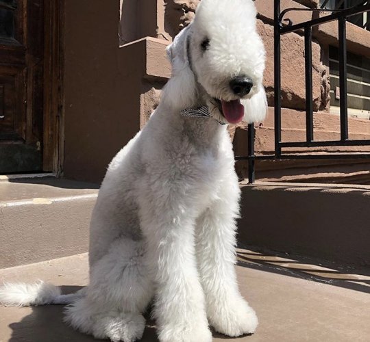 Bedlington Terrier