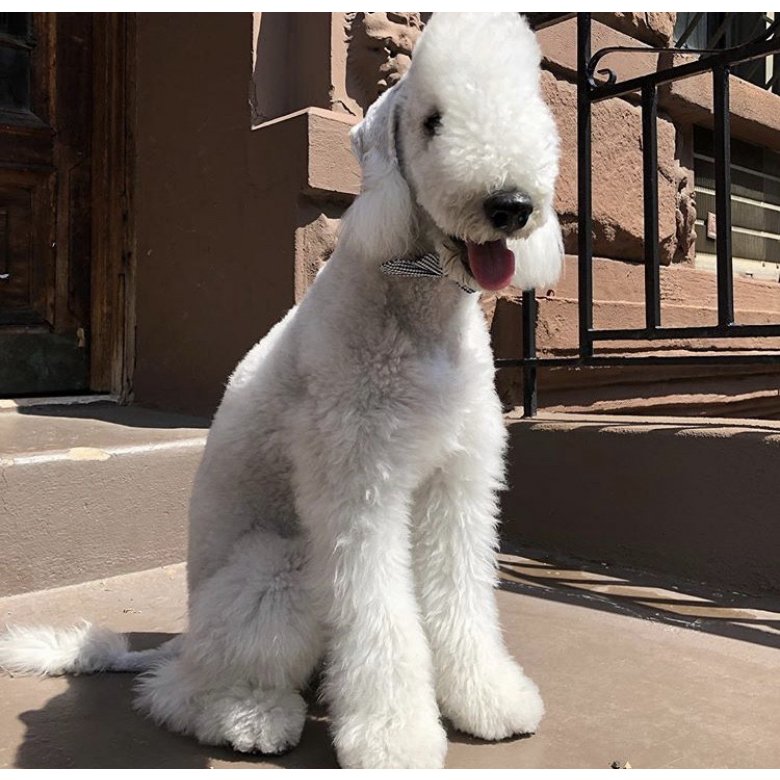 Bedlington Terrier