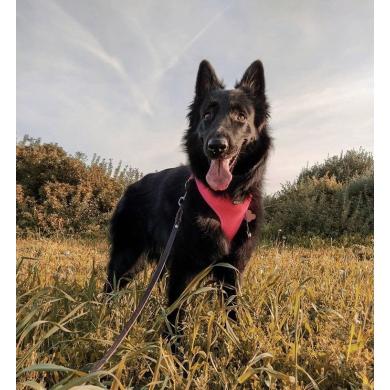 Belgian Shepherd Dog (Groenendael)