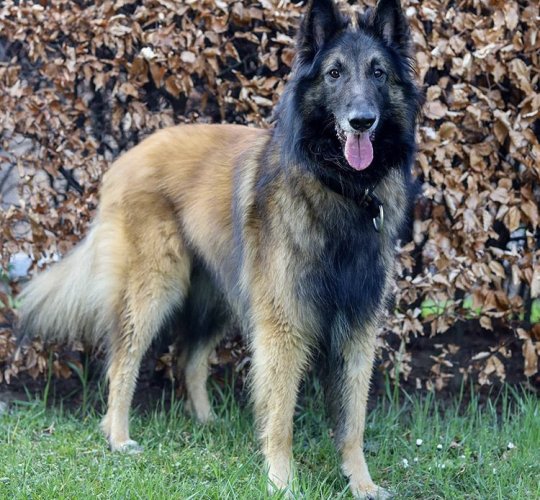 Belgian Shepherd Dog (Tervuren)