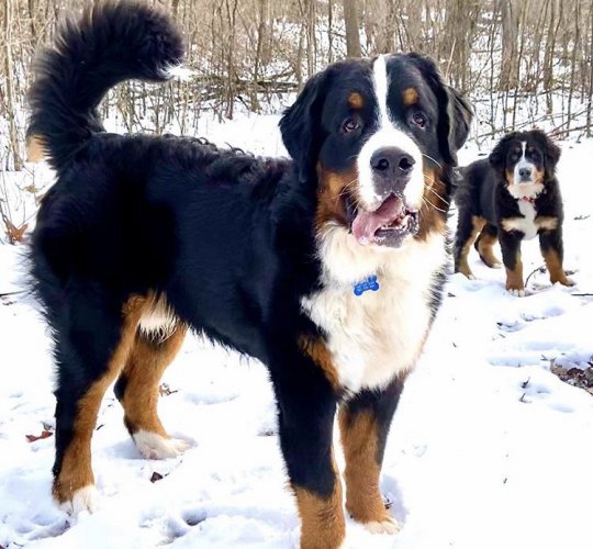 Bernese Mountain Dog