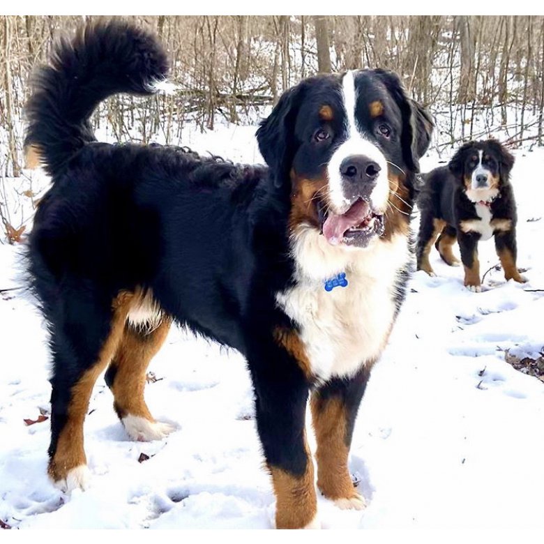 Bernese Mountain Dog