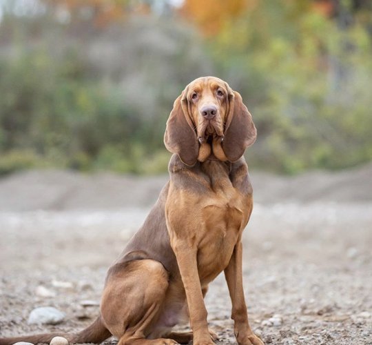 Bloodhound