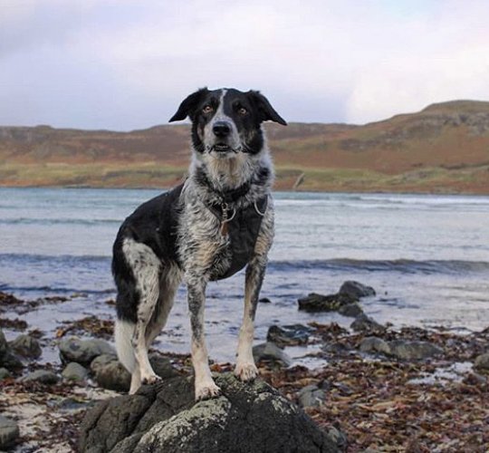 Border Collie