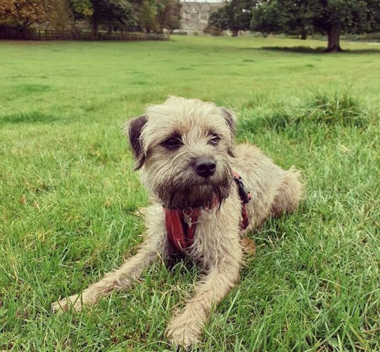 Border Terrier