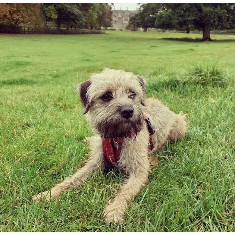 Border Terrier