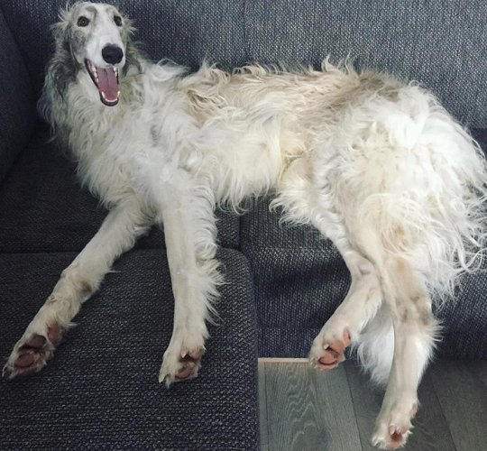 Borzoi