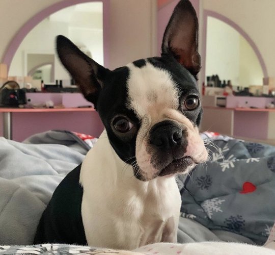 Boston Terrier