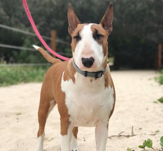 Bull Terrier