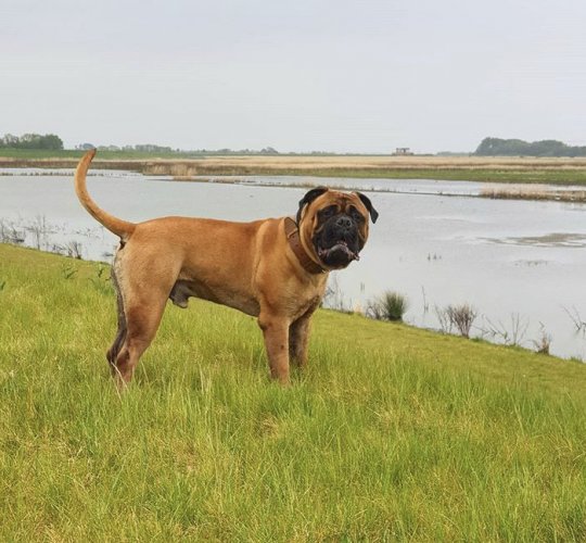 Bullmastiff