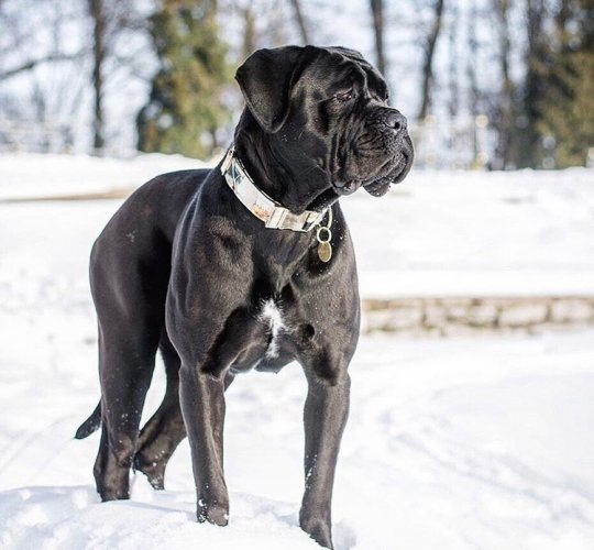 Cane Corso