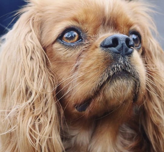 Cavalier King Charles Spaniel