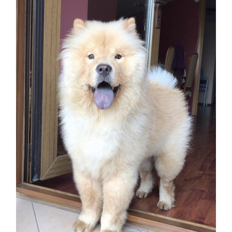 Chow Chow