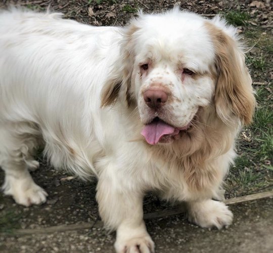 Clumber Spaniel