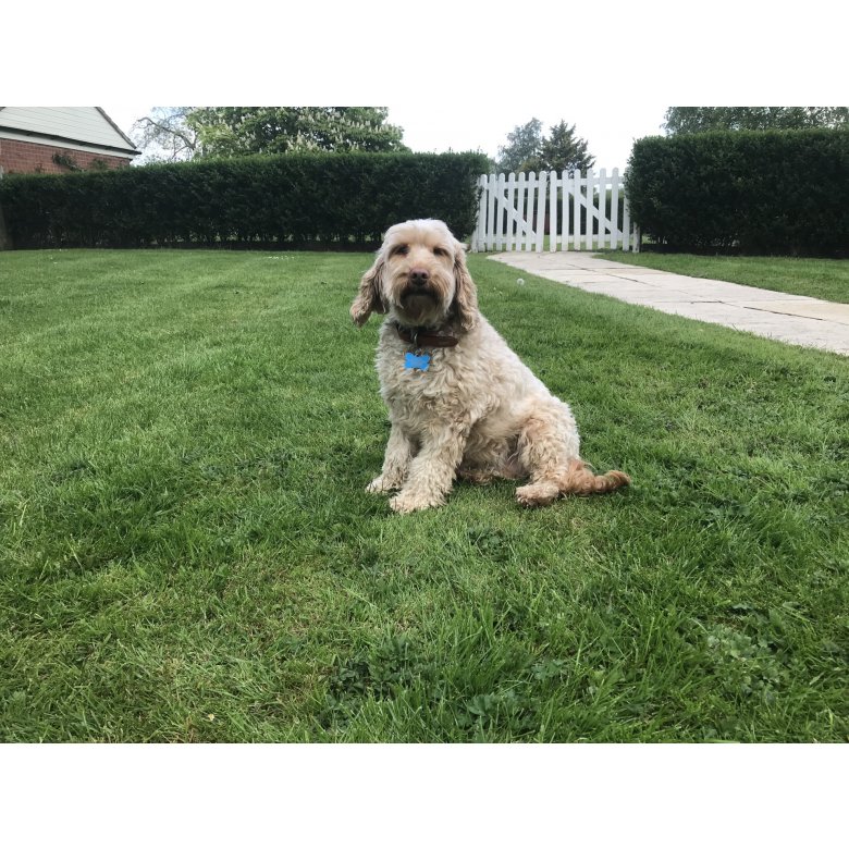 Cockapoo