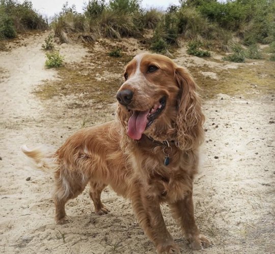 Cocker Spaniel