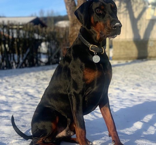 Doberman