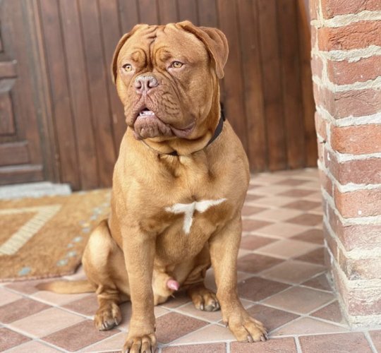 Dogue De Bordeaux