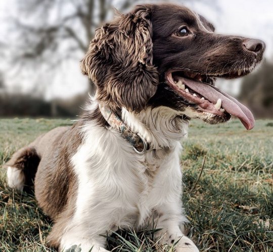 English Springer Spaniel