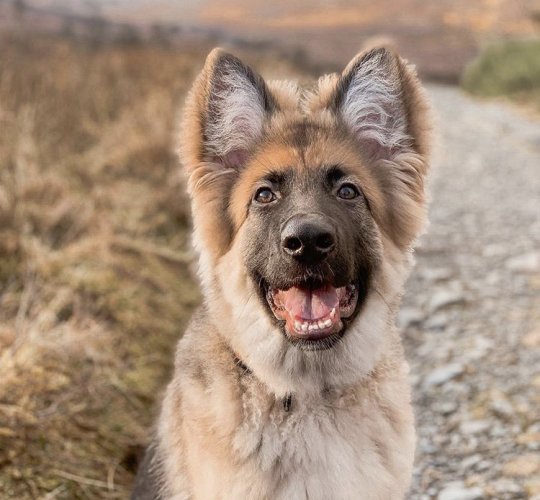 German Shepherd (Alsatian)