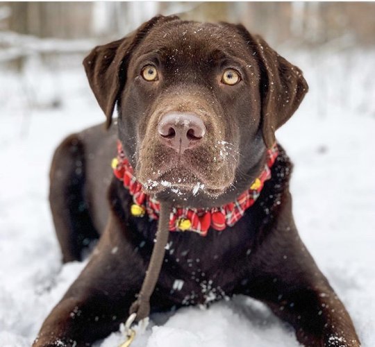 Labrador Retriever