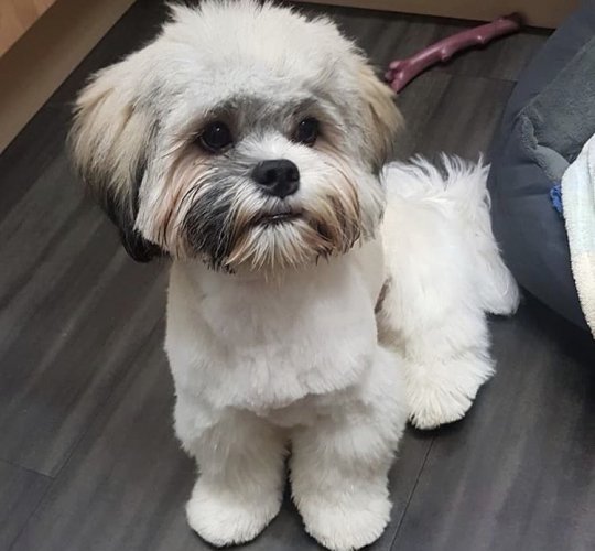 Lhasa Apso