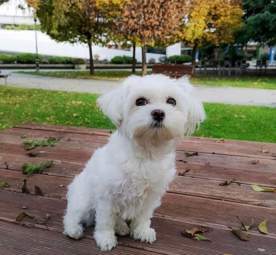 Maltese