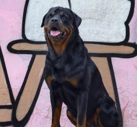 Rottweiler