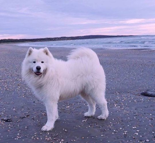 Samoyed