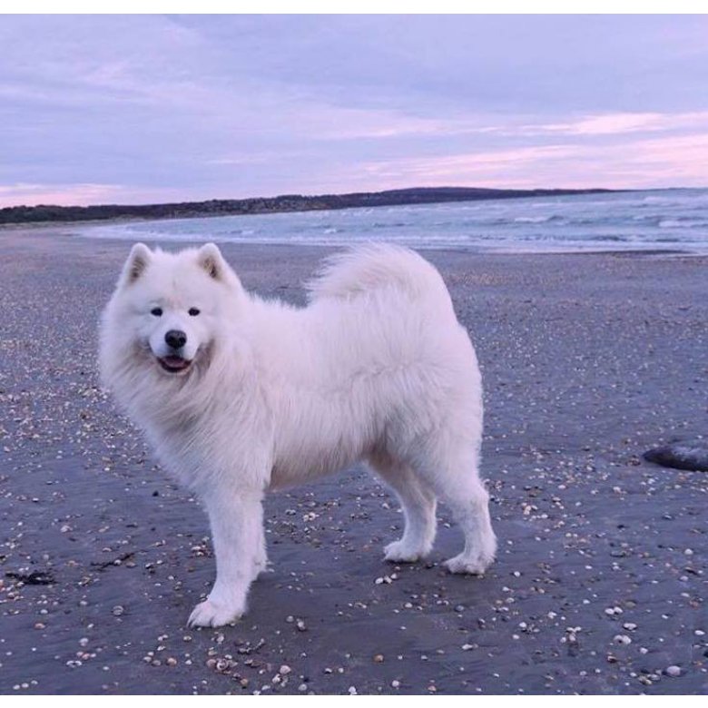 Samoyed