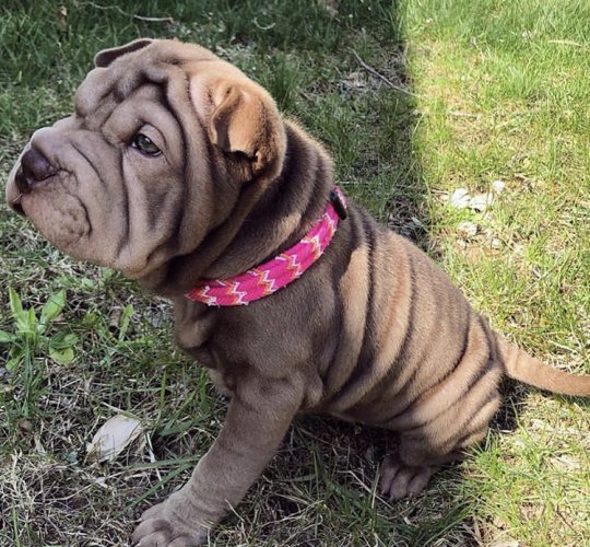 Shar Pei