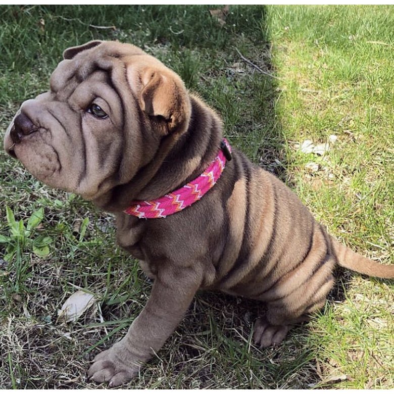 Shar Pei