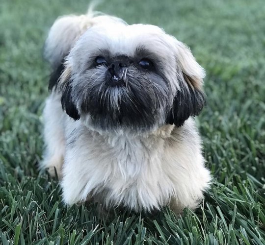 Shih Tzu